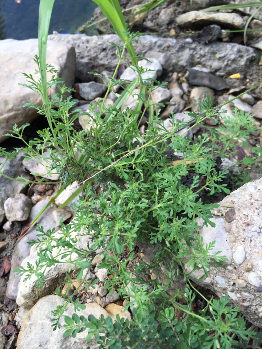 Image of Narrow-Leaf Paleseed