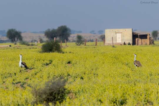 Image of Great Indian Bustard