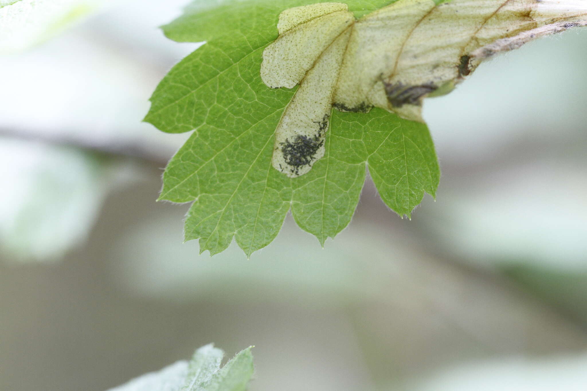 Image of Eriocrania semipurpurella pacifica Davis 1978