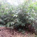 Image of Cape bamboo
