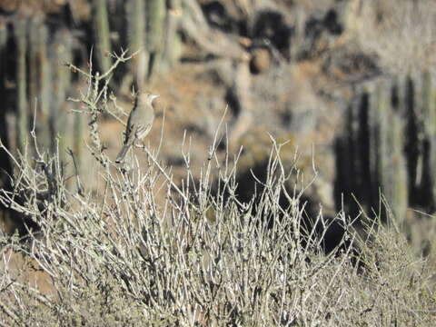 Image of Great Shrike-Tyrant