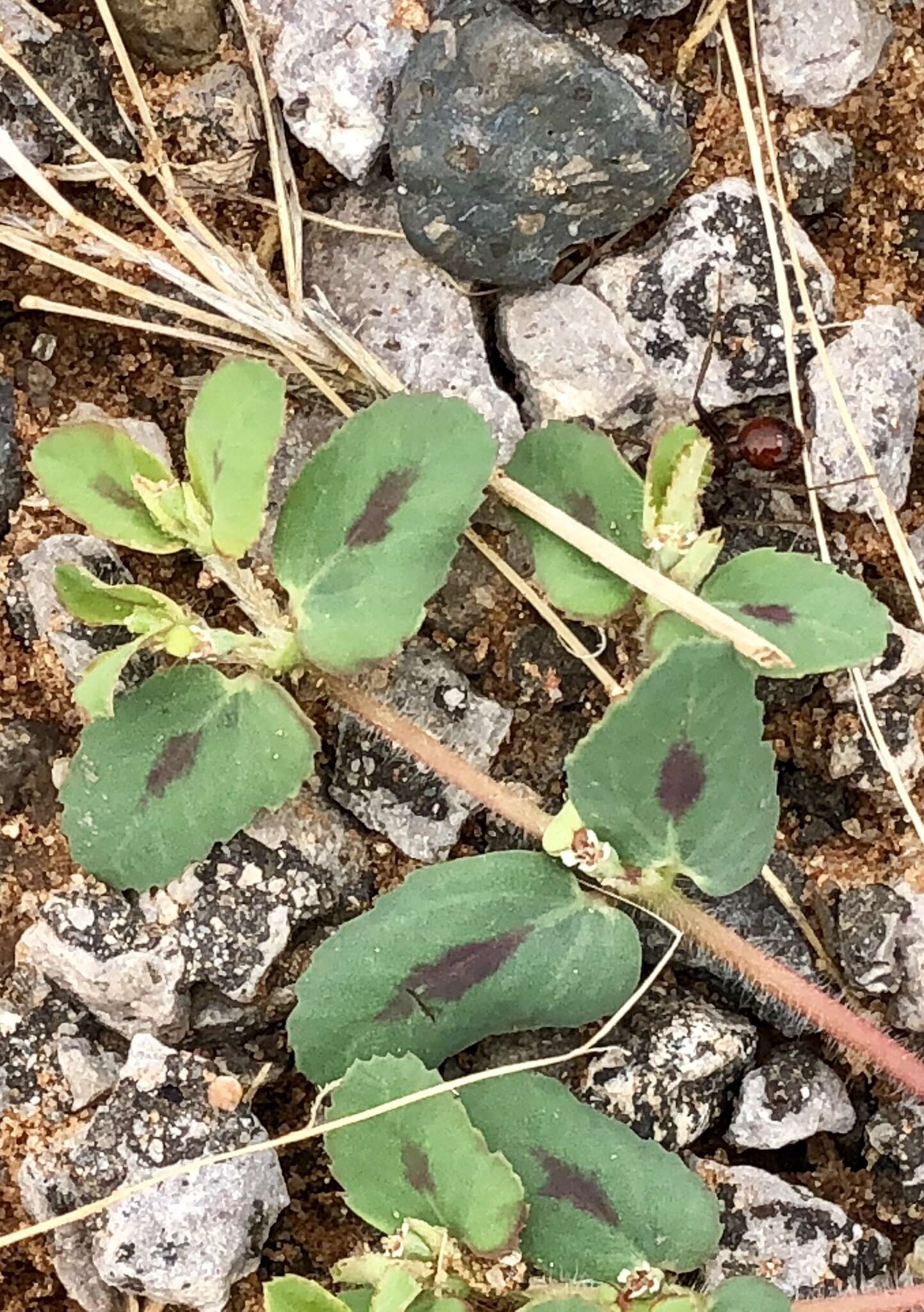 Слика од Euphorbia serrula Engelm.