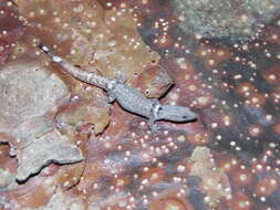 Image of Least Gecko