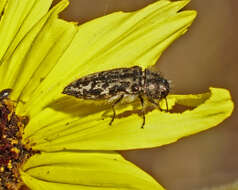 Image of Acmaeodera labyrinthica Fall 1899