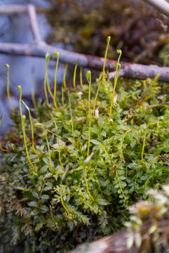 Image of toothed plagiomnium moss