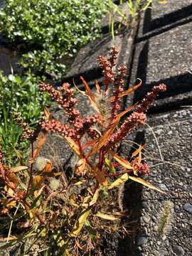 Image of Penthorum chinense Pursh