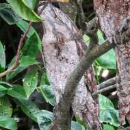 Image of Papuan Frogmouth