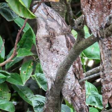 Image of Papuan Frogmouth