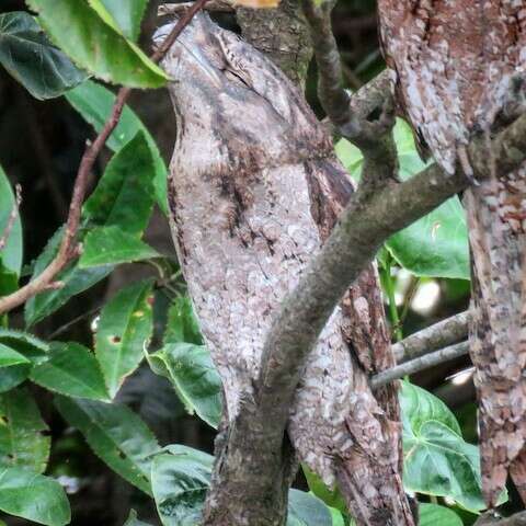 Image of Papuan Frogmouth