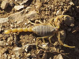 Image of Buthus montanus Lourenço & Vachon 2004