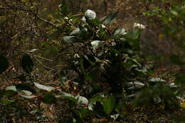 Слика од Marianthus floribundus Putterl.