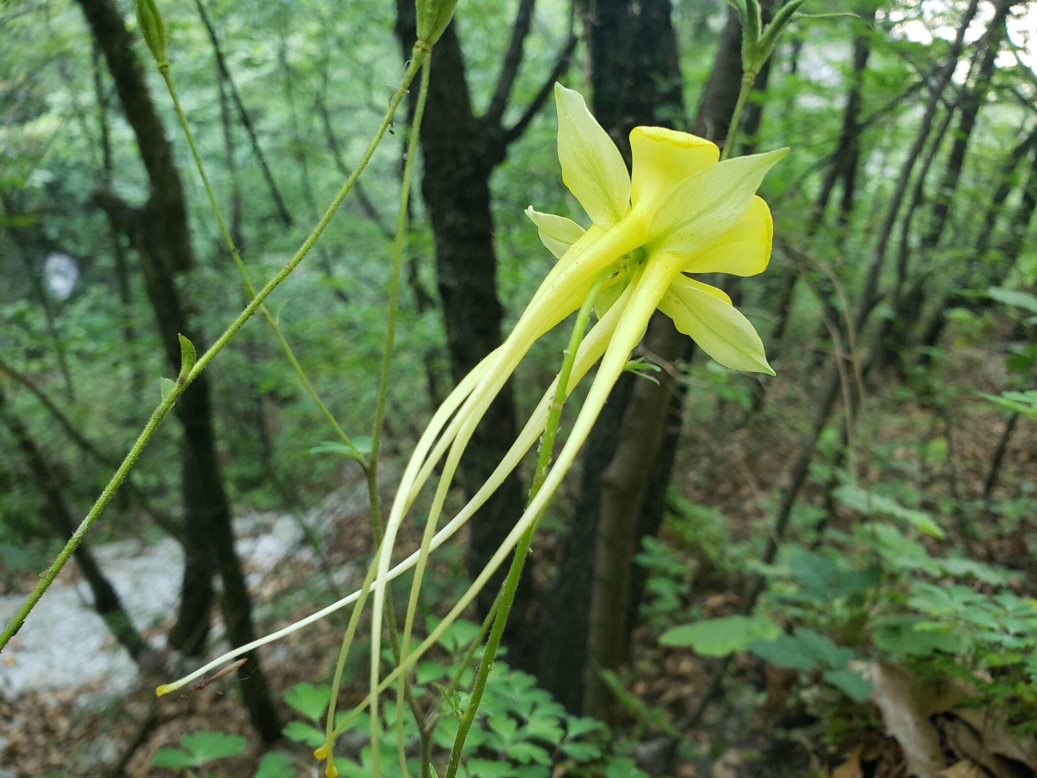 Image of longspur columbine