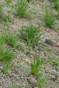 Eryngium aristulatum subsp. parishii (Coulter & Rose) R. M. Beauchamp resmi