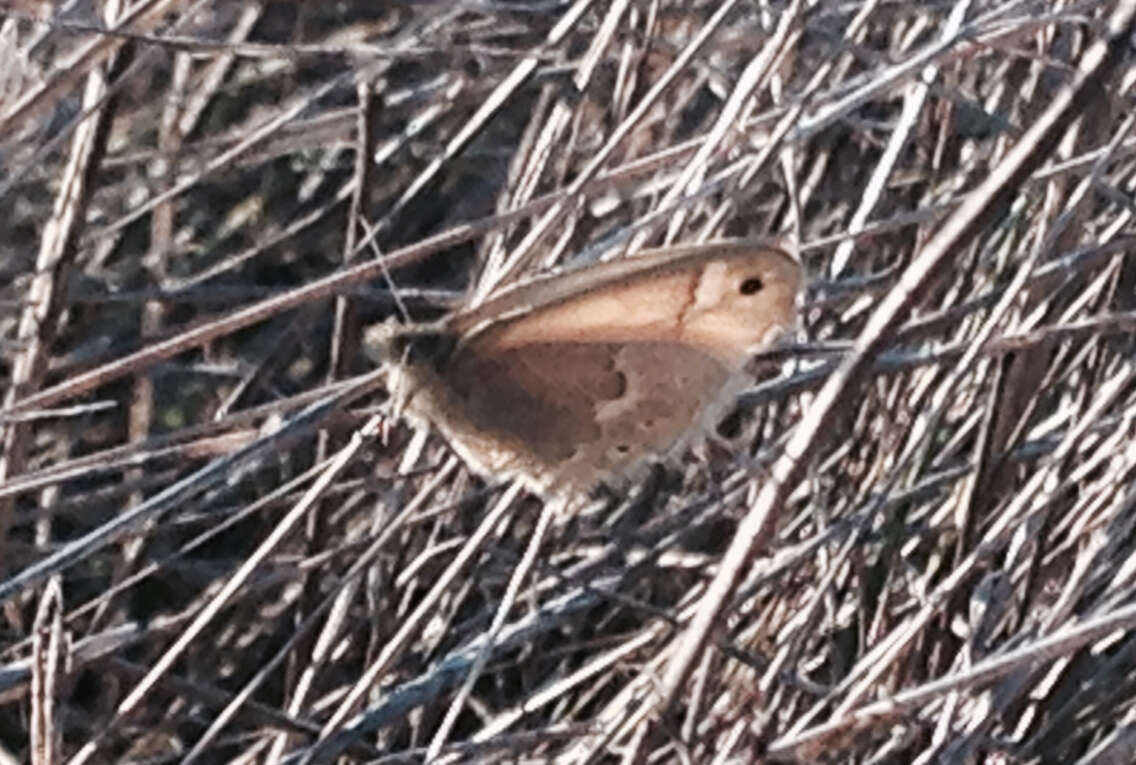 Image of Coenonympha california Westwood (1851)