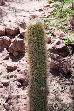 Echinopsis camarguensis (Cárdenas) H. Friedrich & G. D. Rowley的圖片