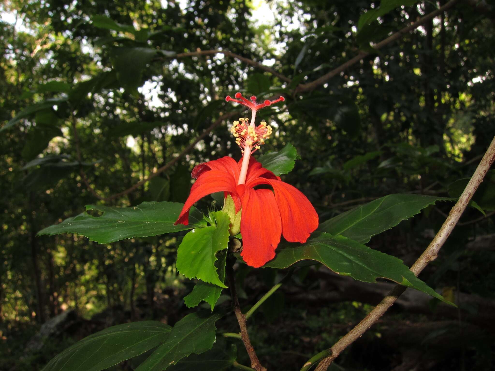 Image of Native Red Rose-Mallow