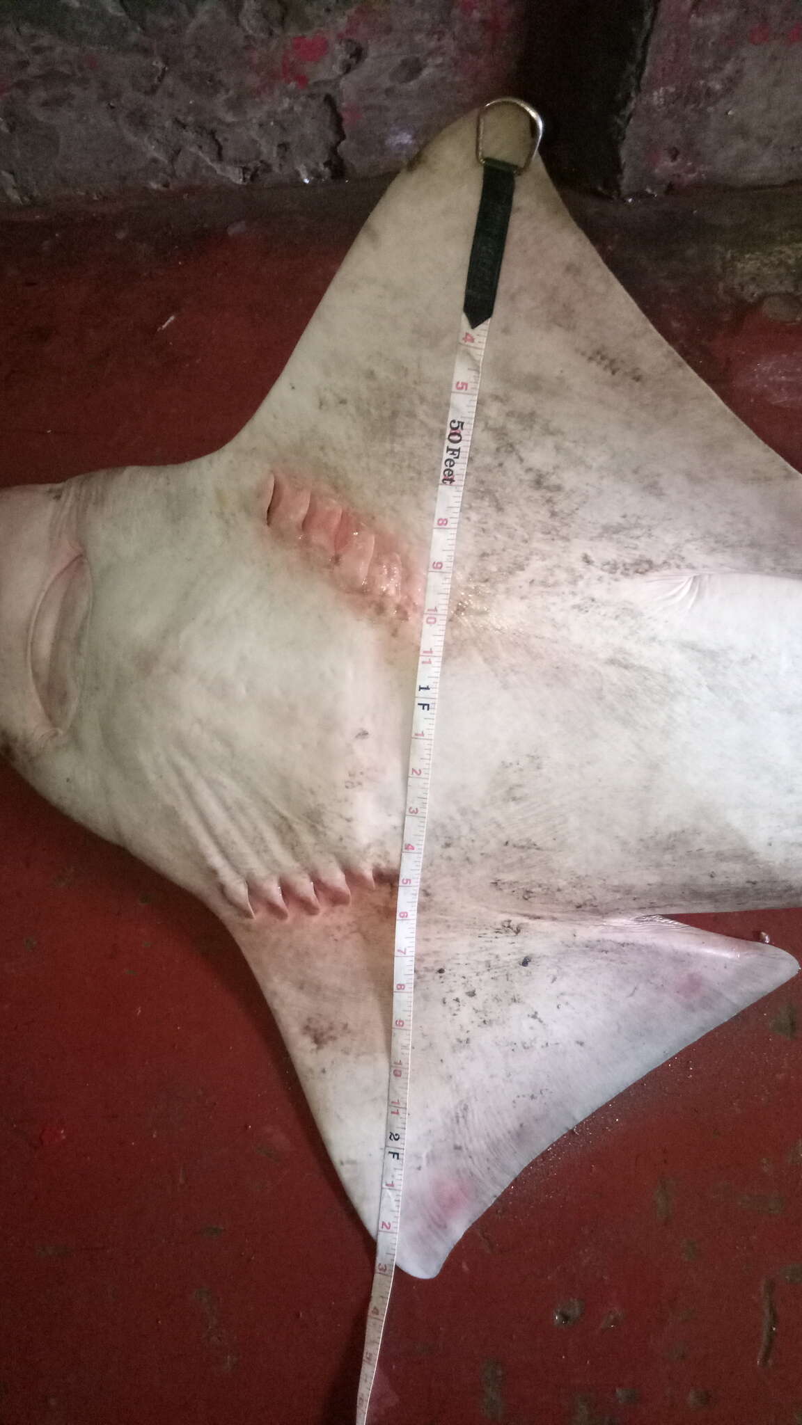 Image of Common sawfish