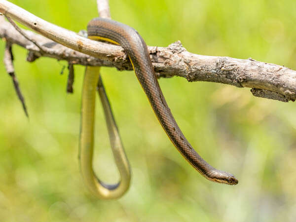 Image of Bangweulu Water Snake