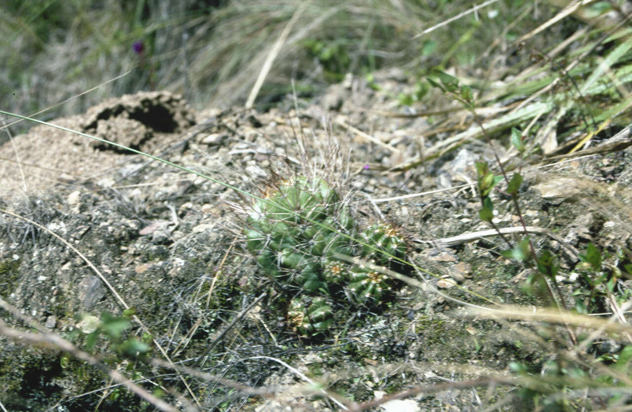 Lobivia maximiliana subsp. caespitosa的圖片