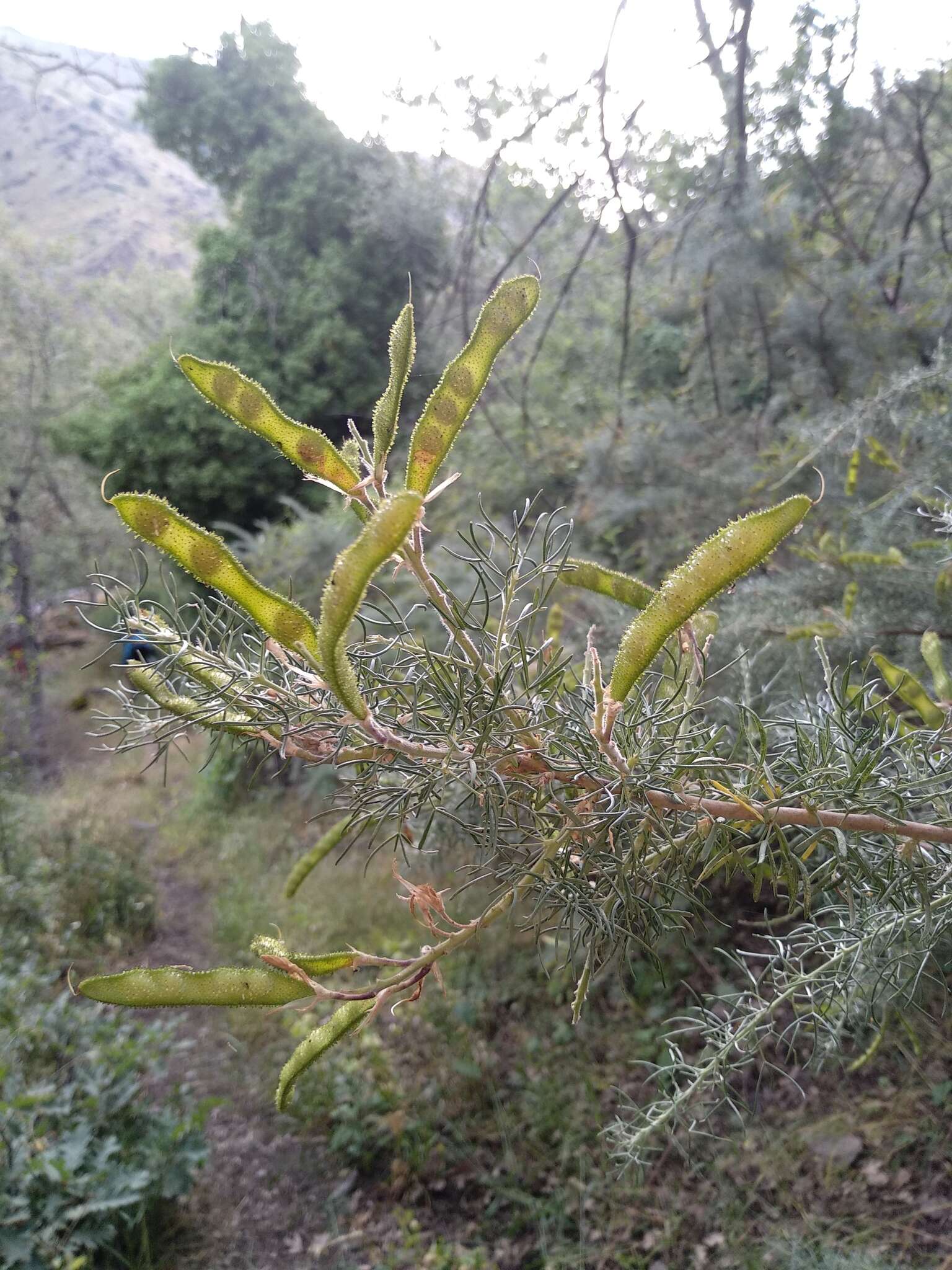 Sivun Adenocarpus decorticans Boiss. kuva