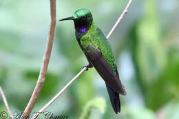 Image of Black-throated Brilliant