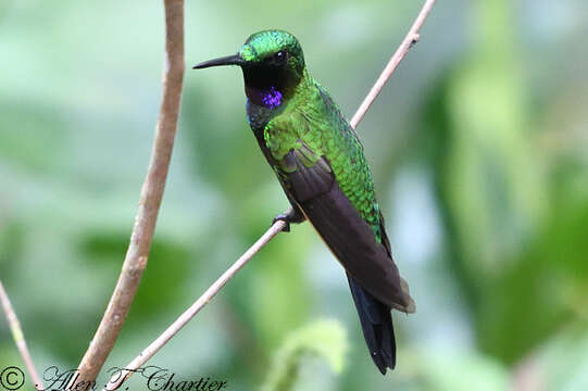 Image of Black-throated Brilliant