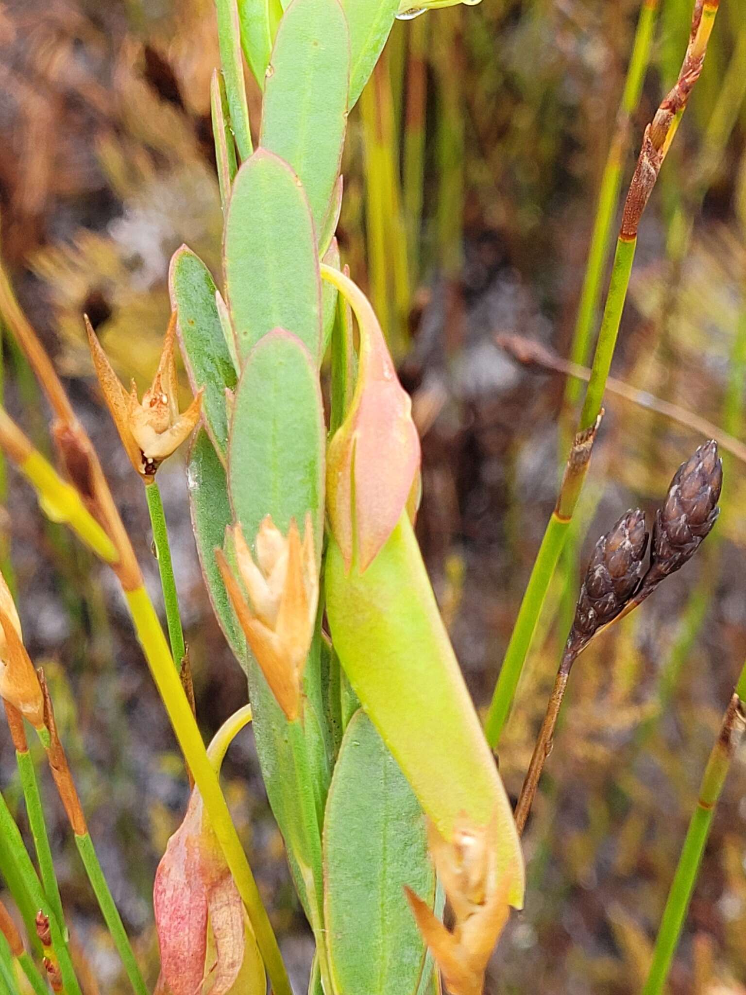 صورة Rafnia crassifolia Harv.