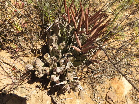 Image of Ceropegia ramosa (Masson) Bruyns