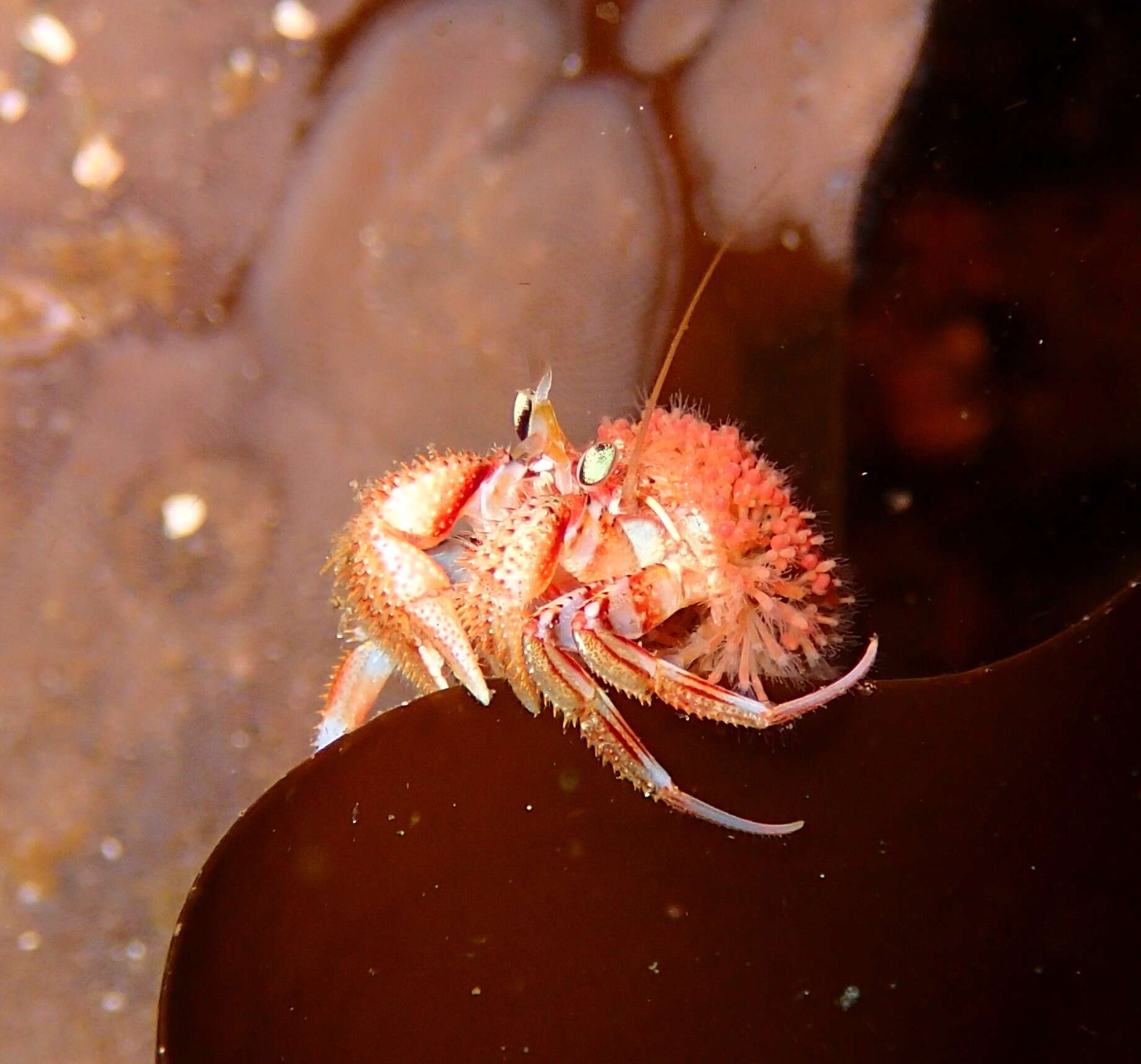 Image of armed hermit crab