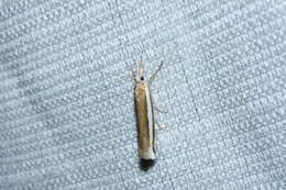 Image of Crambus unistriatellus Packard 1868