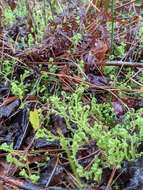 Image of Gulf Spike-Moss
