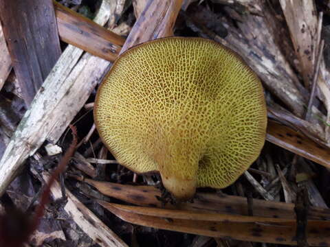 Image of Boletinellus exiguus (Singer & Digilio) Watling 1997