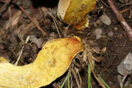 Image de Hortiboletus engelii (Hlaváček) Biketova & Wasser 2015