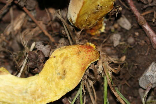 Image of Hortiboletus engelii (Hlaváček) Biketova & Wasser 2015