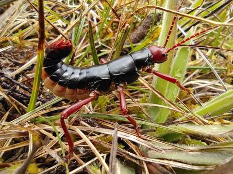 Image of Monticomorpha