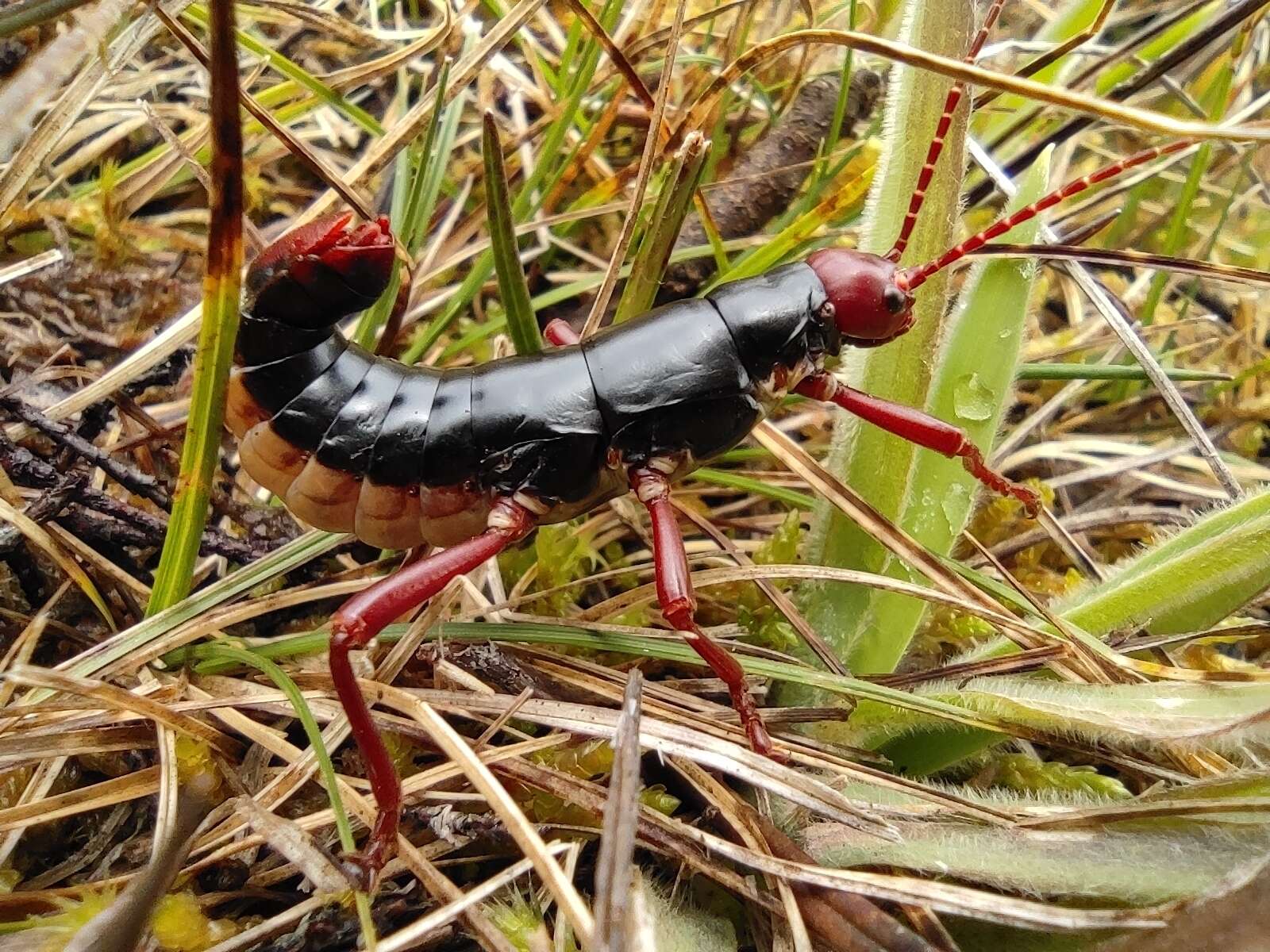 Image of Monticomorpha semele (Westwood 1859)