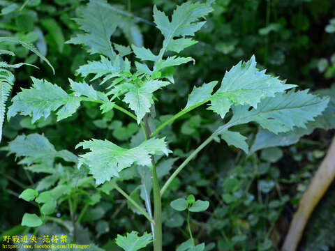 Image of tropical burnweed