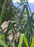 Image of Pitcairn Reed Warbler