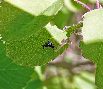 صورة Metaphidippus manni (Peckham & Peckham 1901)