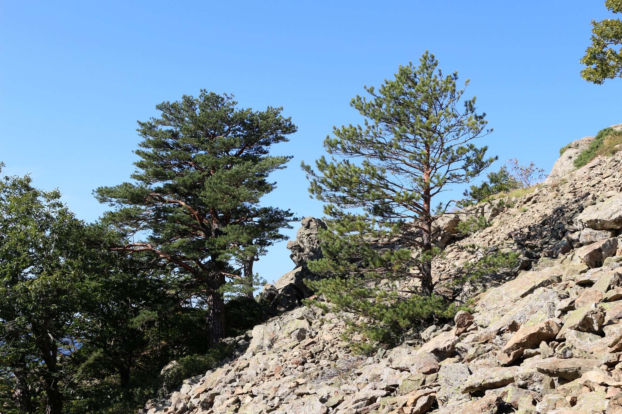 Image of Pinus sylvestris var. hamata Steven