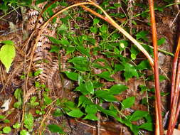 Plancia ëd Sarcococca ruscifolia Stapf