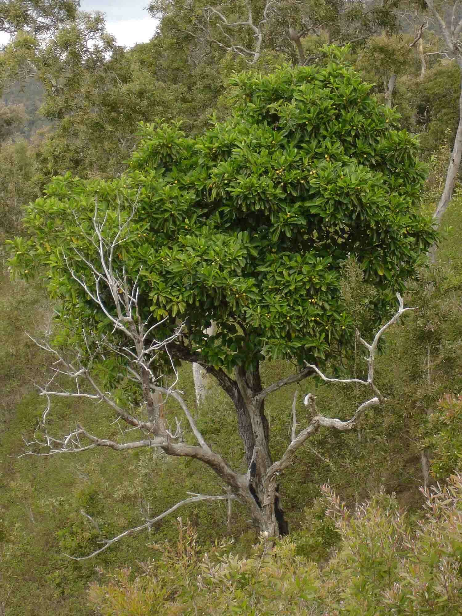 Image of Fagraea berteroana A. Gray ex Benth.