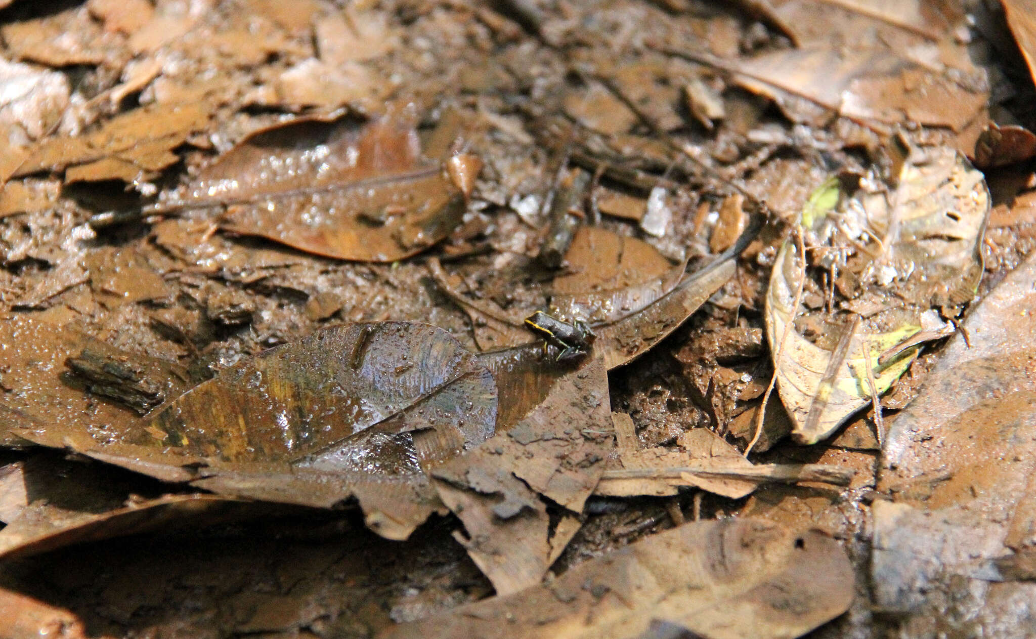 Image de Eleutherodactylus iberia Estrada & Hedges 1996