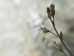 Image of Lobelia gypsophila T. J. Ayers