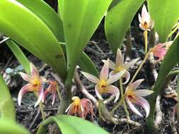 Image of Bulbophyllum affine Wall. ex Lindl.