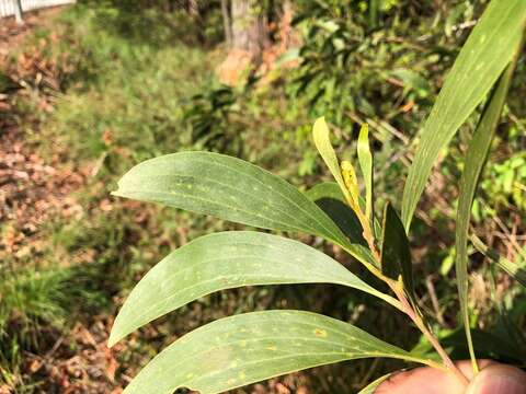 Imagem de Acacia cincinnata F. Muell.