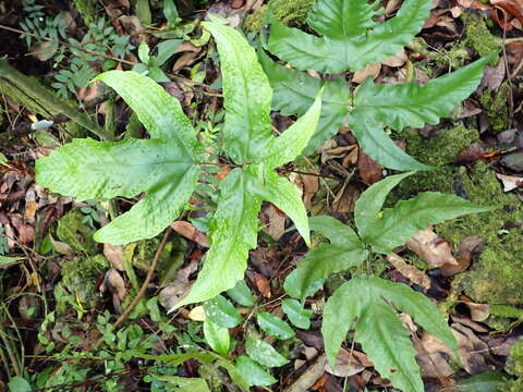 Image of Broad Halberd Fern