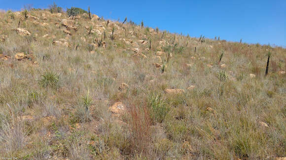 Image de Xerophyta retinervis Baker