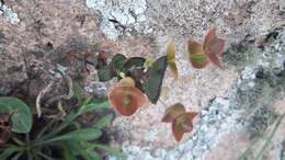 Image of Hypericum connatum Lam.