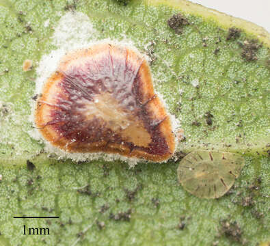 Image of Pyriform scale